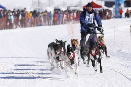 Lenk 2013